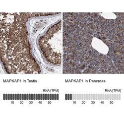 Sin1/MAPKAP1 Antibody, Novus Biologicals:Antibodies:Primary Antibodies